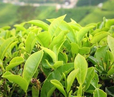 Nagano Tonic Ingredients