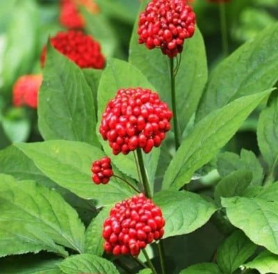 Nagano Tonic Ingredients