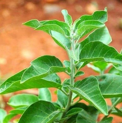 Nagano Tonic Ingredients